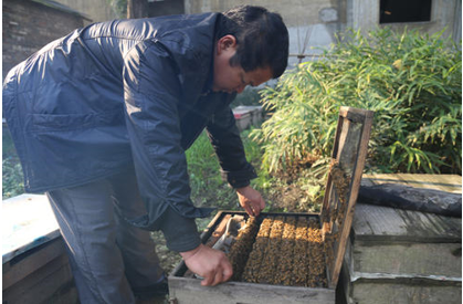 蜂群檢查注意事項(怎么看的出來蜜蜂該分群了) 蜂群檢查注意事項(怎么看的出來蜜蜂該分群了)