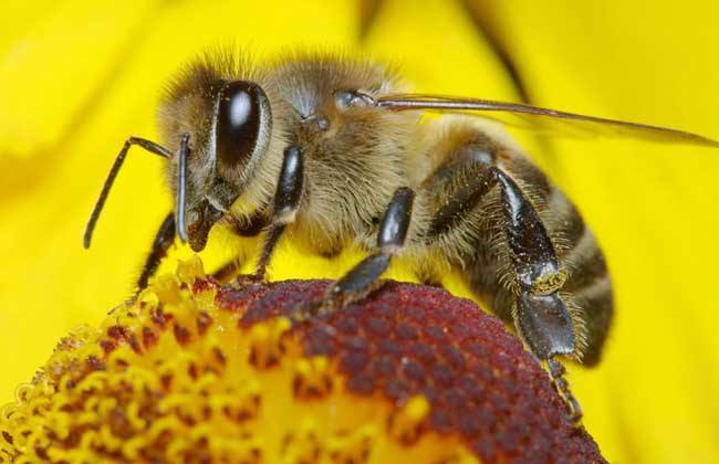 蜜蜂蜇人預示什么?有什么寓意?(民間被蜜蜂蜇了說法) 蜜蜂蜇人預示什么?有什么寓意?(民間被蜜蜂蜇了說法)