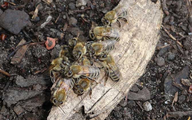 養殖蜜蜂為什么難賺到錢(養蜂賺錢么) 養殖蜜蜂為什么難賺到錢(養蜂賺錢么)