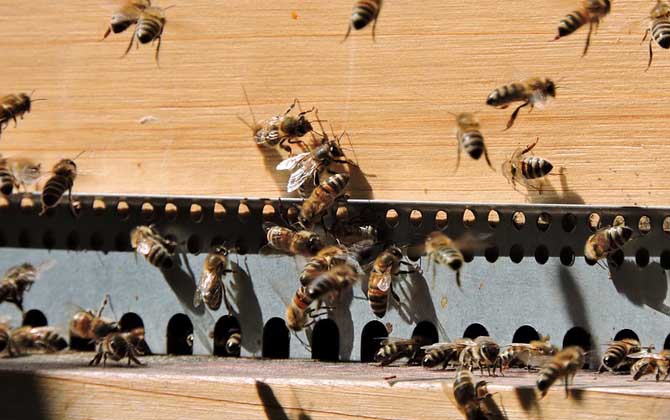 養殖蜜蜂為什么難賺到錢(養蜂賺錢么) 養殖蜜蜂為什么難賺到錢(養蜂賺錢么)