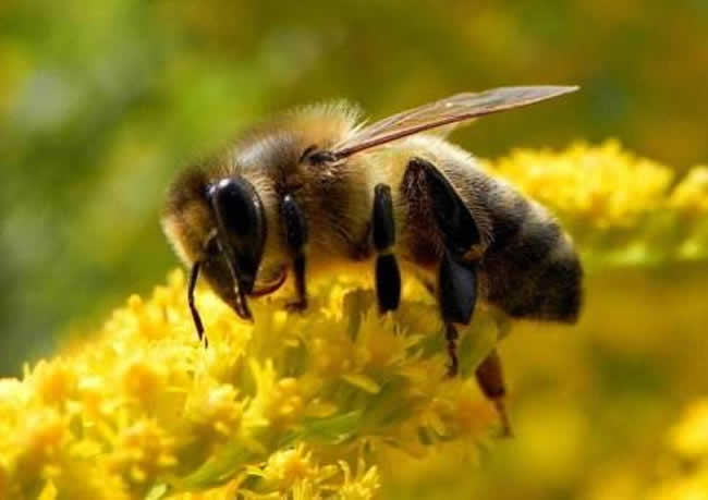 【蜜蜂養(yǎng)殖】哪些人不適合養(yǎng)蜜蜂? 哪些人不適合養(yǎng)蜜蜂?