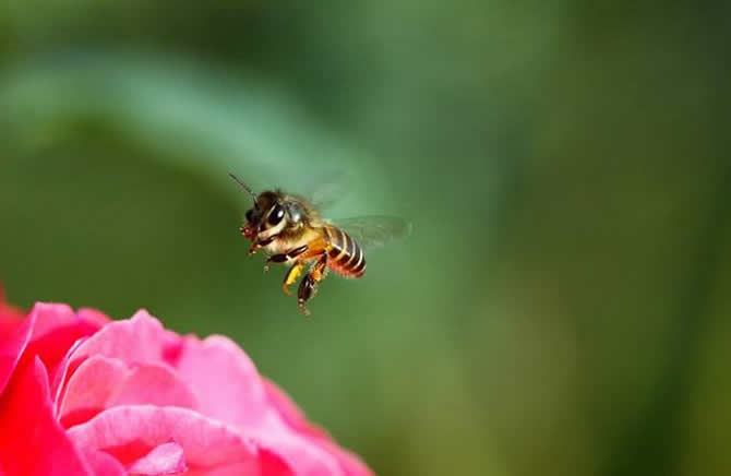 【蜜蜂養(yǎng)殖】哪些人不適合養(yǎng)蜜蜂? 哪些人不適合養(yǎng)蜜蜂?