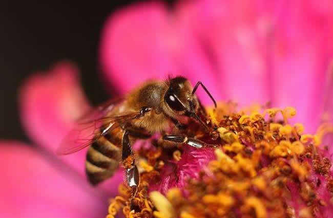 【蜜蜂養(yǎng)殖】哪些人不適合養(yǎng)蜜蜂? 哪些人不適合養(yǎng)蜜蜂?