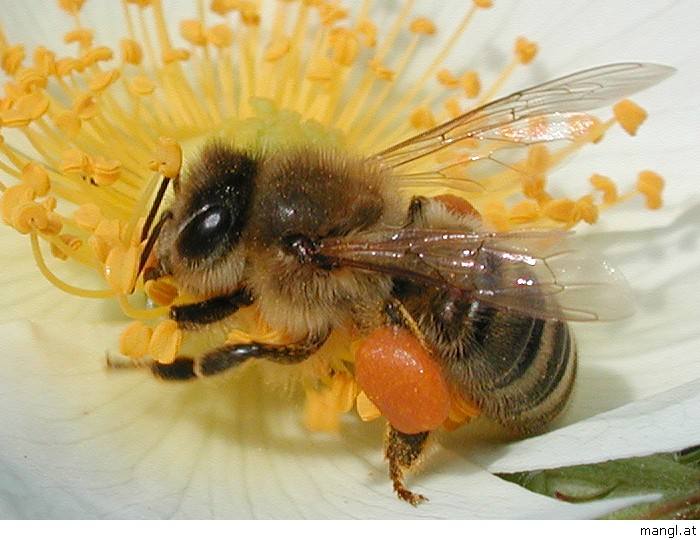 【蜜蜂養(yǎng)殖】哪些人不適合養(yǎng)蜜蜂? 哪些人不適合養(yǎng)蜜蜂?