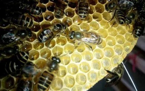 蛋群放在蜂箱可以嗎(蛋群蜜蜂怎么養(yǎng)) 蛋群放在蜂箱可以嗎(蛋群蜜蜂怎么養(yǎng))