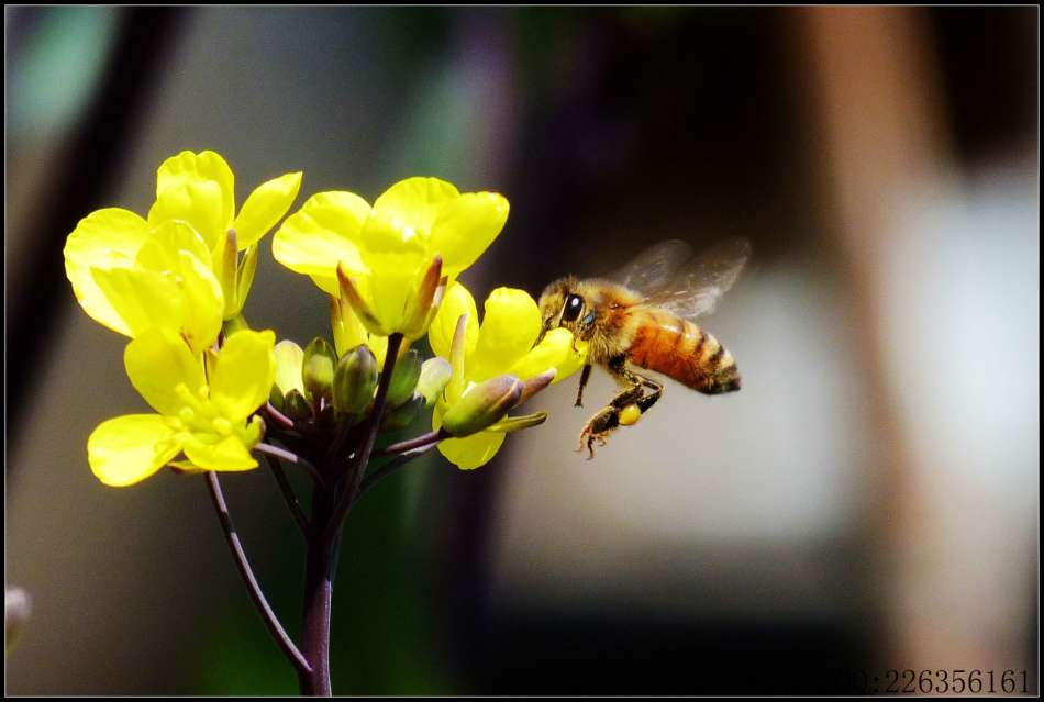 蜜蜂采蜜的過(guò)程是怎樣的(蜜蜂怎么采蜜和釀蜜的) 蜜蜂采蜜的過(guò)程是怎樣的(蜜蜂怎么采蜜和釀蜜的)