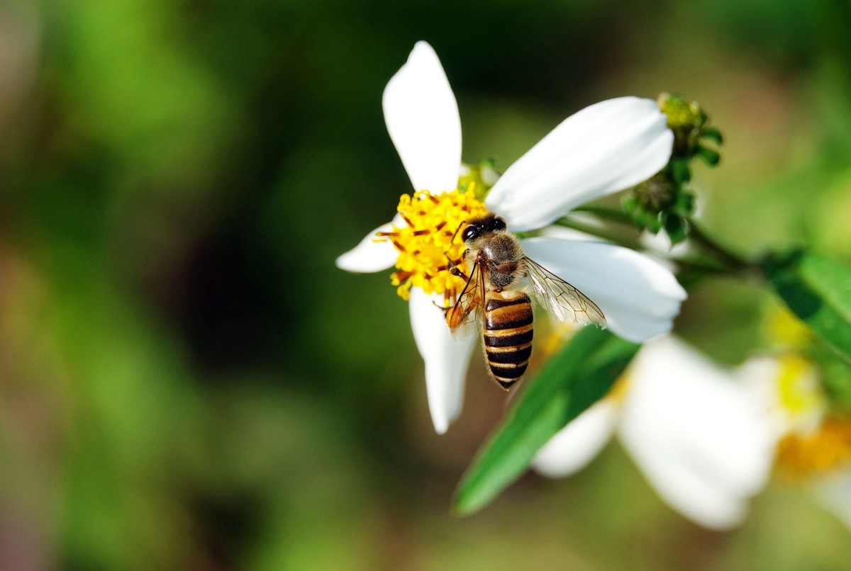 蜜蜂采蜜的過(guò)程是怎樣的(蜜蜂怎么采蜜和釀蜜的) 蜜蜂采蜜的過(guò)程是怎樣的(蜜蜂怎么采蜜和釀蜜的)