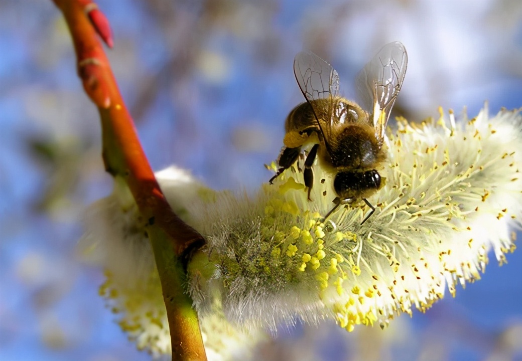 蜜蜂養(yǎng)殖過(guò)程中的粉源植物有哪些(這些常見(jiàn)的春繁粉源) 蜜蜂養(yǎng)殖過(guò)程中的粉源植物有哪些(這些常見(jiàn)的春繁粉源)