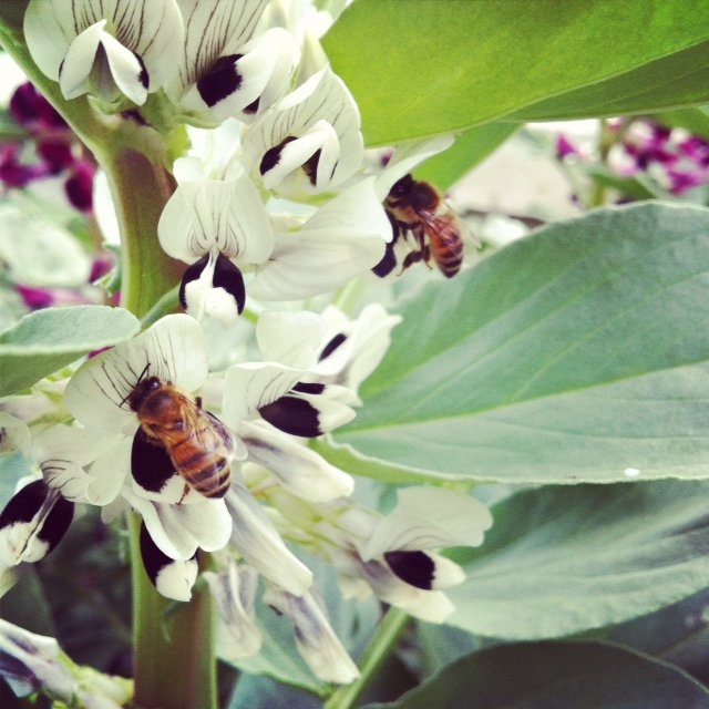 蜜蜂養(yǎng)殖過(guò)程中的粉源植物有哪些(這些常見(jiàn)的春繁粉源) 蜜蜂養(yǎng)殖過(guò)程中的粉源植物有哪些(這些常見(jiàn)的春繁粉源)