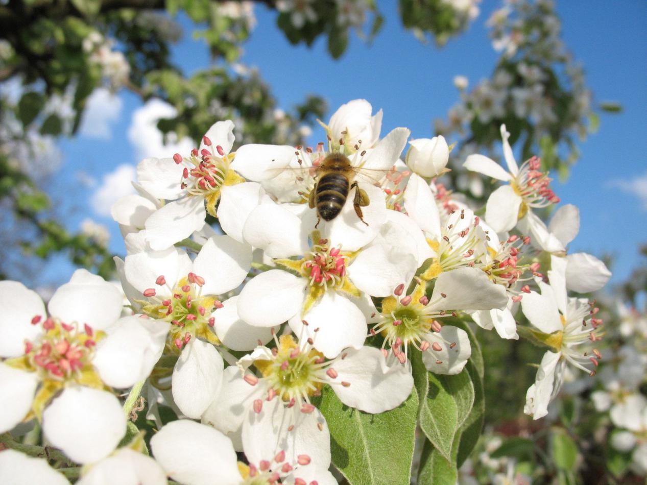 蜜蜂養(yǎng)殖過(guò)程中的粉源植物有哪些(這些常見(jiàn)的春繁粉源) 蜜蜂養(yǎng)殖過(guò)程中的粉源植物有哪些(這些常見(jiàn)的春繁粉源)