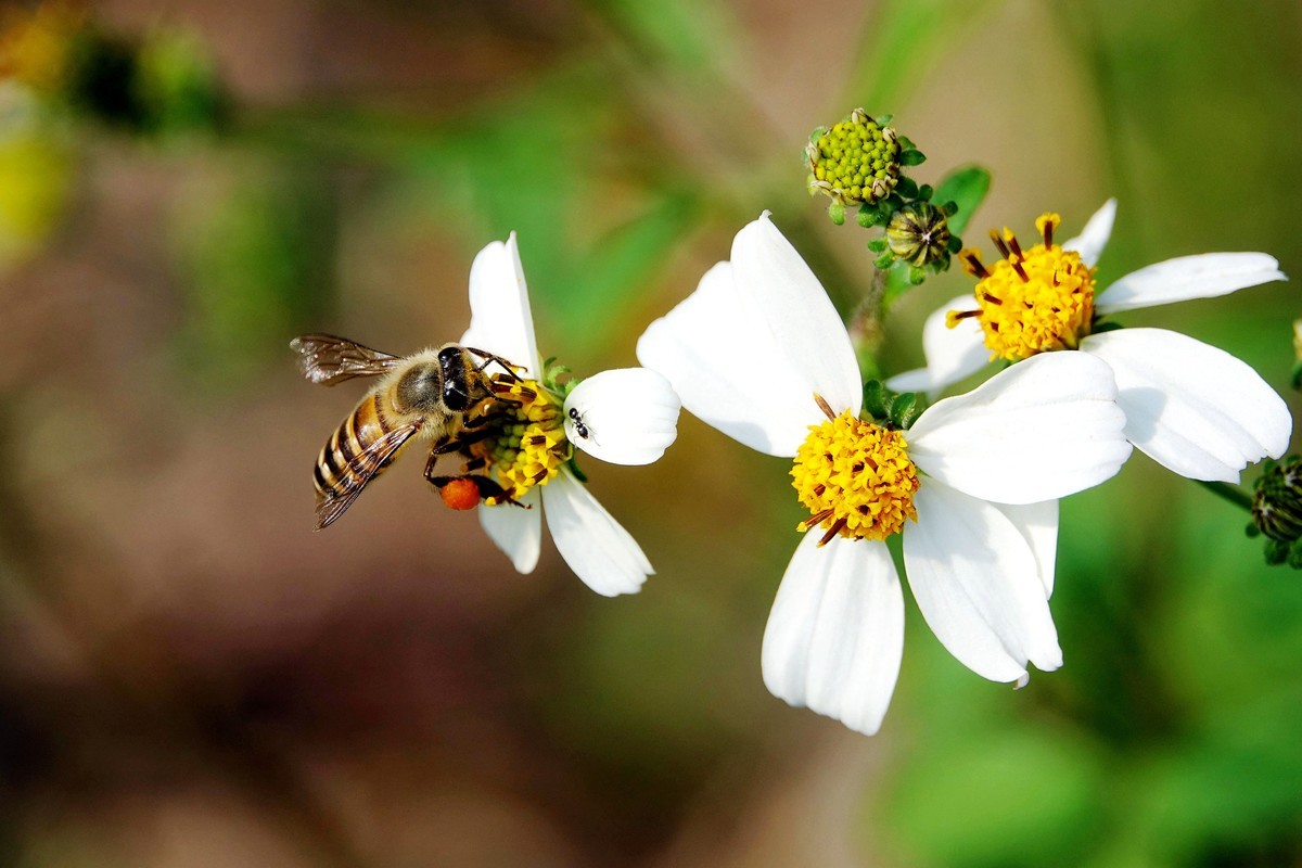 只有幾十只蜜蜂能不能繁殖起來(30只蜜蜂1只蜂王能繁殖嗎) 只有幾十只蜜蜂能不能繁殖起來(30只蜜蜂1只蜂王能繁殖嗎)