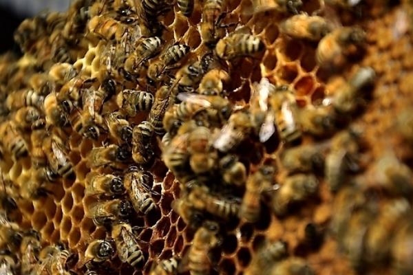 2022年蜜蜂養殖什么品種好(2022年養蜂蜂種選擇) 2022年蜜蜂養殖什么品種好(2022年養蜂蜂種選擇)