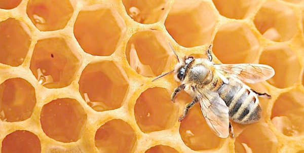 蛋群蜜蜂養(yǎng)殖方法和注意事項(“蛋群”只能土養(yǎng),不能活框) 蛋群蜜蜂養(yǎng)殖方法和注意事項(“蛋群”只能土養(yǎng),不能活框)