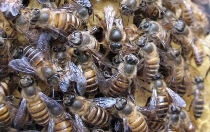 阿壩中蜂有哪些優(yōu)點和缺點(阿壩中蜂的特點) 阿壩中蜂有哪些優(yōu)點和缺點(阿壩中蜂的特點)