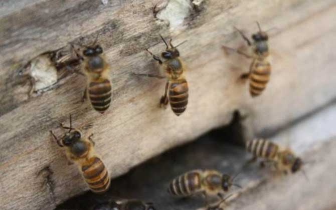 阿壩中蜂有哪些優(yōu)點和缺點(阿壩中蜂的特點) 阿壩中蜂有哪些優(yōu)點和缺點(阿壩中蜂的特點)