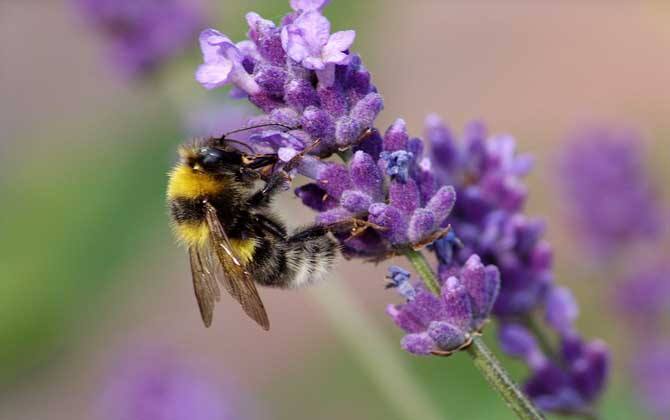 蜜蜂蛹病如何防治? 蜜蜂蛹病如何防治?