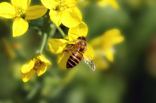 油菜花什么時候開花(油菜花的開花流蜜時間) 油菜花什么時候開花(油菜花的開花流蜜時間)