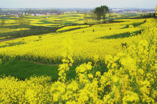 油菜花什么時候開花(油菜花的開花流蜜時間) 油菜花什么時候開花(油菜花的開花流蜜時間)