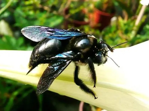 在竹子里的黑色蜜蜂是什么蜂 在竹子里的黑色蜜蜂是什么蜂