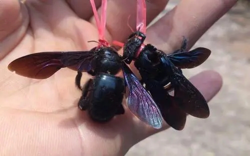 在竹子里的黑色蜜蜂是什么蜂 在竹子里的黑色蜜蜂是什么蜂