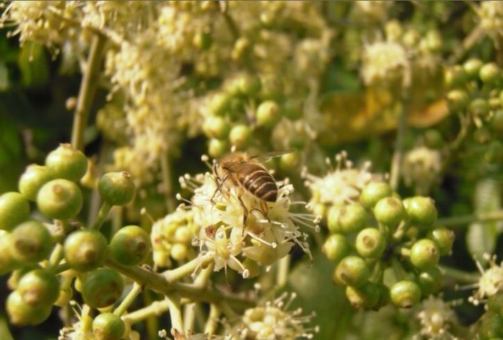 鴨腳木什么時候開花（廣東鴨腳木樹幾月份開花）
