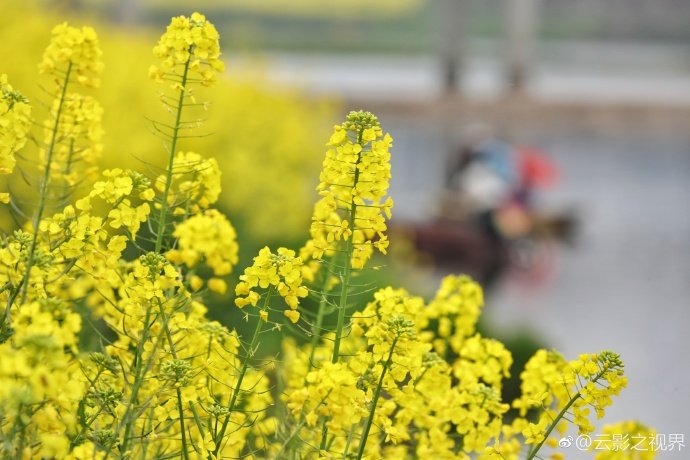 福建輔助蜜源有哪些(福建地區蜜源植物大全) 福建輔助蜜源有哪些(福建地區蜜源植物大全)