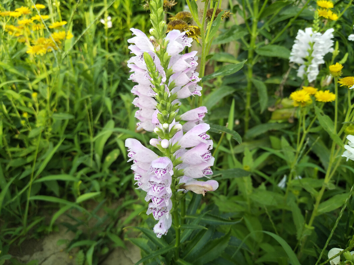 福建輔助蜜源有哪些(福建地區蜜源植物大全) 福建輔助蜜源有哪些(福建地區蜜源植物大全)