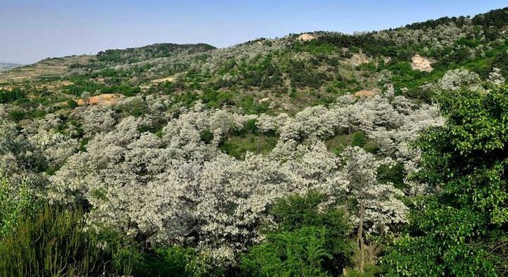 一箱蜜蜂一年能產(chǎn)多少蜂蜜? 一箱蜜蜂一年能產(chǎn)多少蜂蜜?