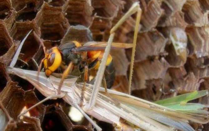 中國毒蜂種類圖片(中國毒蜂排名及圖片大全) 黑尾胡蜂