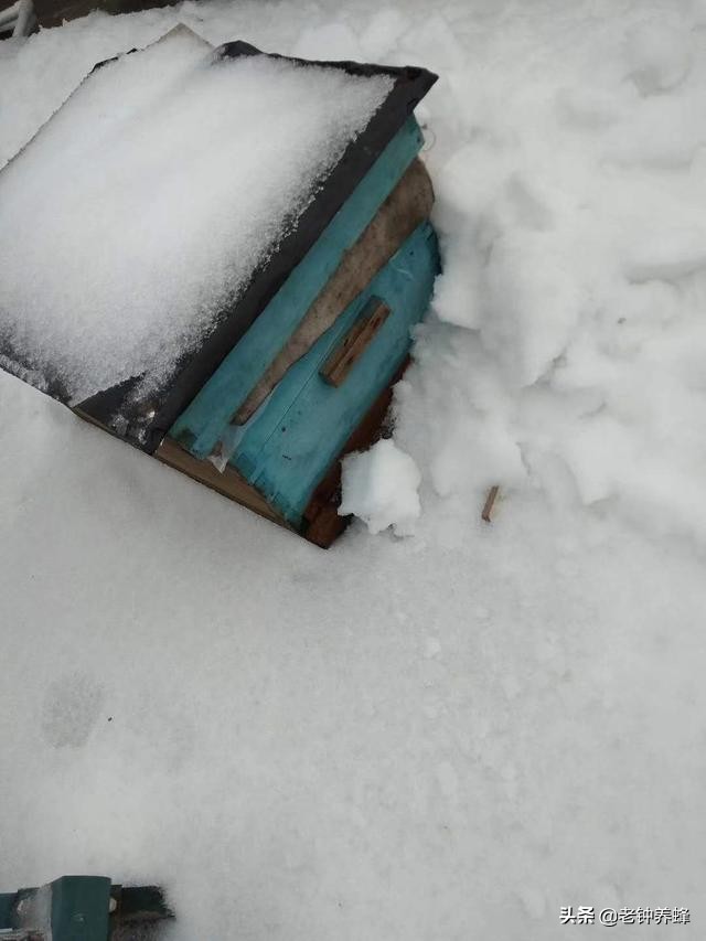 東北蜜蜂越冬技術(東北蜜蜂中蜂室外越冬管理) 東北黑龍江蜜蜂過冬,為何頻頻受悶熱和熱傷?