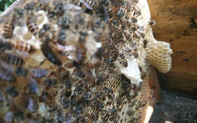 蜜蜂吃花蜜還是花粉(蜜蜂吃花蜜嗎) 蜜蜂吃花蜜還是花粉(蜜蜂吃花蜜嗎)