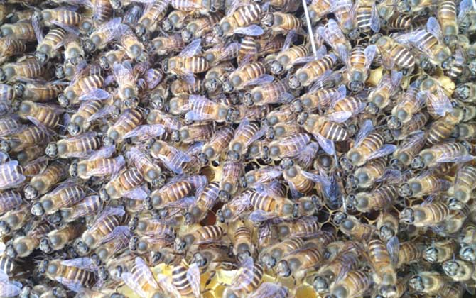 蜜蜂吃花蜜還是花粉(蜜蜂吃花蜜嗎) 蜜蜂吃花蜜還是花粉(蜜蜂吃花蜜嗎)