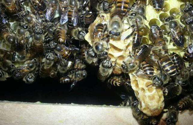 養蜂巢脾的調整原則(巢脾怎么調整) 養蜂巢脾的調整原則(巢脾怎么調整)