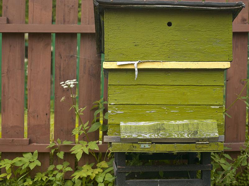 蜜蜂養(yǎng)殖規(guī)模化的理解(蜜蜂養(yǎng)殖規(guī)模化的必然趨勢) 蜜蜂養(yǎng)殖規(guī)模化的理解(蜜蜂養(yǎng)殖規(guī)模化的必然趨勢)