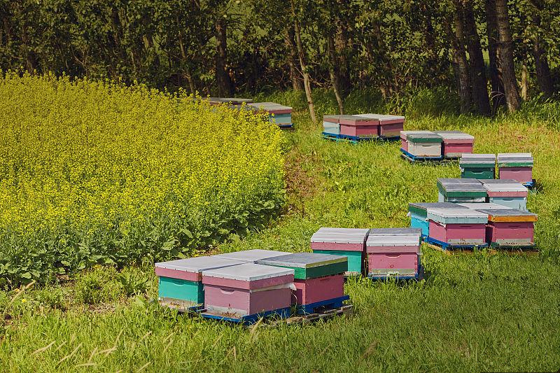 蜜蜂養(yǎng)殖規(guī)模化的理解(蜜蜂養(yǎng)殖規(guī)模化的必然趨勢) 蜜蜂養(yǎng)殖規(guī)模化的理解(蜜蜂養(yǎng)殖規(guī)模化的必然趨勢)