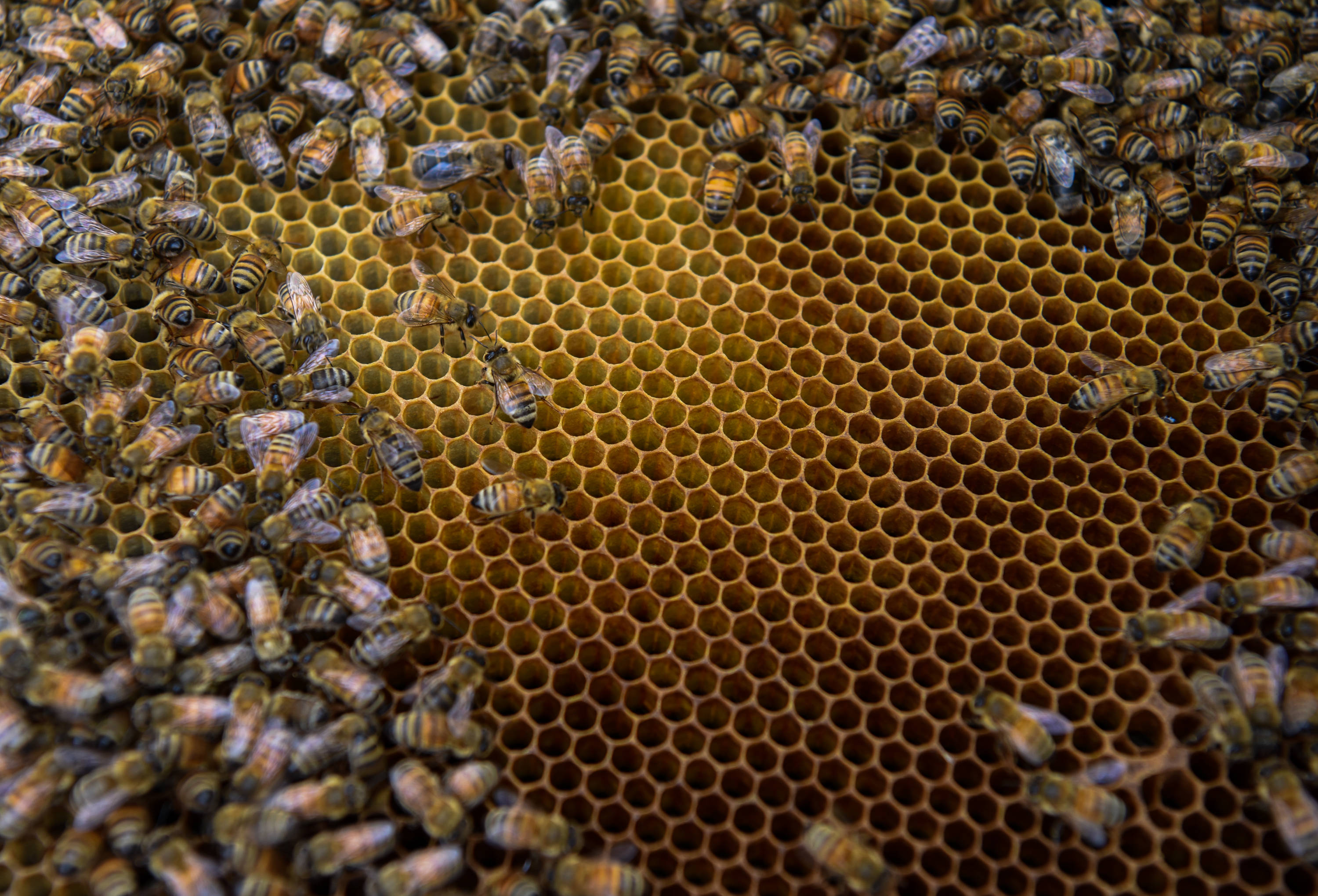 一個新手如何開始養蜂(新手要怎么開始養蜂) 一個新手如何開始養蜂(新手要怎么開始養蜂)