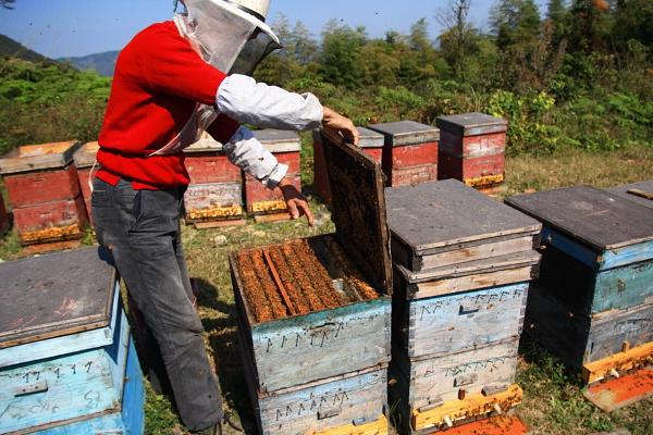 養蜜蜂投資大嗎(養蜂賺錢不) 養蜜蜂投資大嗎(養蜂賺錢不)