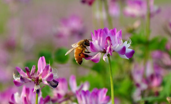 蜜源植物的種類(lèi)及花期大全(十九種主要蜜源植物分布及花期) 蜜源植物的種類(lèi)及花期大全(十九種主要蜜源植物分布及花期)