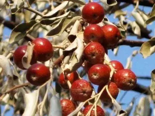 蜜源植物的種類(lèi)及花期大全(十九種主要蜜源植物分布及花期) 蜜源植物的種類(lèi)及花期大全(十九種主要蜜源植物分布及花期)