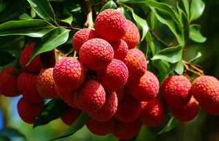 蜜源植物的種類(lèi)及花期大全(十九種主要蜜源植物分布及花期) 蜜源植物的種類(lèi)及花期大全(十九種主要蜜源植物分布及花期)