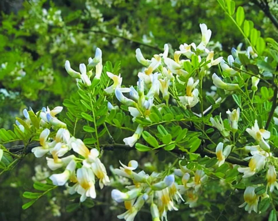蜜源植物的種類(lèi)及花期大全(十九種主要蜜源植物分布及花期) 蜜源植物的種類(lèi)及花期大全(十九種主要蜜源植物分布及花期)