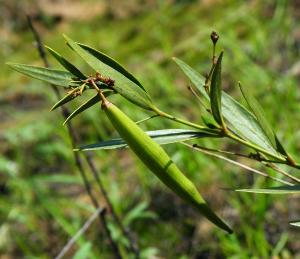 蜜源植物的種類(lèi)及花期大全(十九種主要蜜源植物分布及花期) 蜜源植物的種類(lèi)及花期大全(十九種主要蜜源植物分布及花期)
