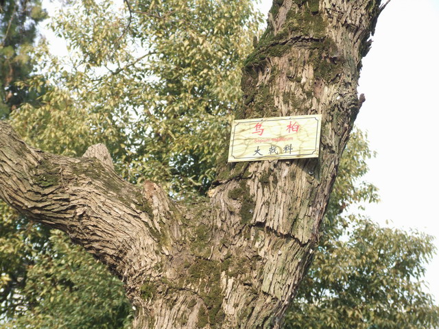 蜜源植物的種類(lèi)及花期大全(十九種主要蜜源植物分布及花期) 蜜源植物的種類(lèi)及花期大全(十九種主要蜜源植物分布及花期)