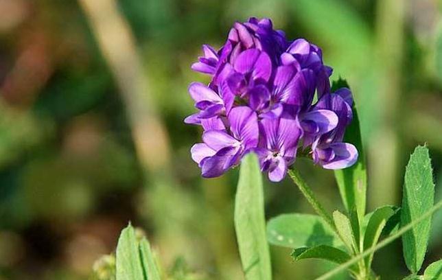 蜜源植物的種類(lèi)及花期大全(十九種主要蜜源植物分布及花期) 蜜源植物的種類(lèi)及花期大全(十九種主要蜜源植物分布及花期)