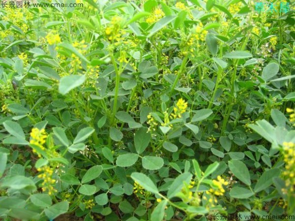 蜜源植物的種類(lèi)及花期大全(十九種主要蜜源植物分布及花期) 蜜源植物的種類(lèi)及花期大全(十九種主要蜜源植物分布及花期)