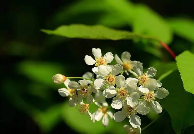 蜜源植物的種類(lèi)及花期大全(十九種主要蜜源植物分布及花期) 蜜源植物的種類(lèi)及花期大全(十九種主要蜜源植物分布及花期)