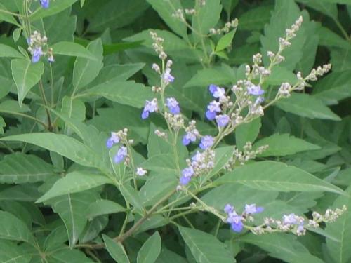 蜜源植物的種類(lèi)及花期大全(十九種主要蜜源植物分布及花期) 蜜源植物的種類(lèi)及花期大全(十九種主要蜜源植物分布及花期)