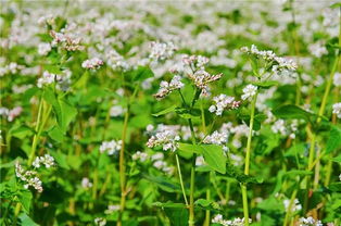 蜜源植物的種類(lèi)及花期大全(十九種主要蜜源植物分布及花期) 蜜源植物的種類(lèi)及花期大全(十九種主要蜜源植物分布及花期)
