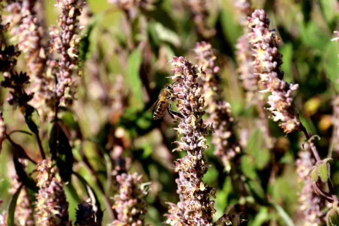 蜜源植物的種類(lèi)及花期大全(十九種主要蜜源植物分布及花期) 蜜源植物的種類(lèi)及花期大全(十九種主要蜜源植物分布及花期)
