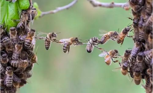 中華蜜蜂(中蜂、土蜂) 中華蜜蜂